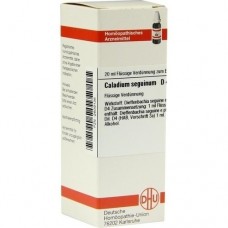 CALADIUM seguinum D 4 Dilution 20 ml